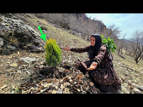 The Adventures of Kulthum; Finding a Mysterious Tree in the