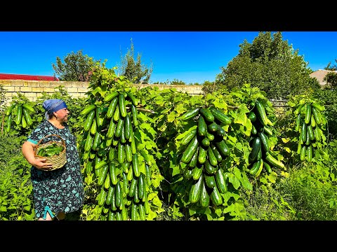 Harvesting Cucumbers From Our Garden And Making Pickle