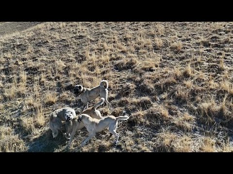 POZGEWR TEK BAŞINA YAKALANDI KÖPEKLER SALDIRDI - YENİ