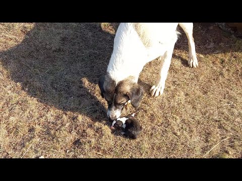 KÖPEKLERİMİZİN YAVRULARI DOĞDU ( çok güzel yavrular )
