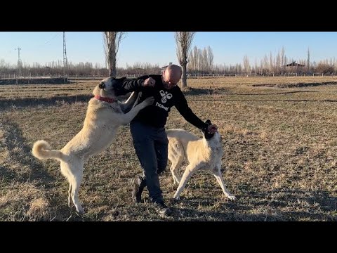KÖPEKLER ŞAHİN ABİYİ GÖRÜNCE DURMADILAR - YENİ KOYUN ALDIK