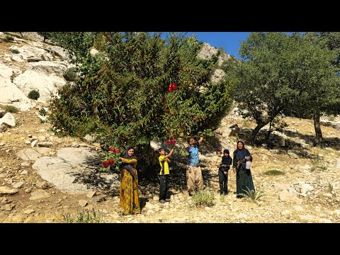 Wild Cherry Adventure A Nomad Family's Journey Through