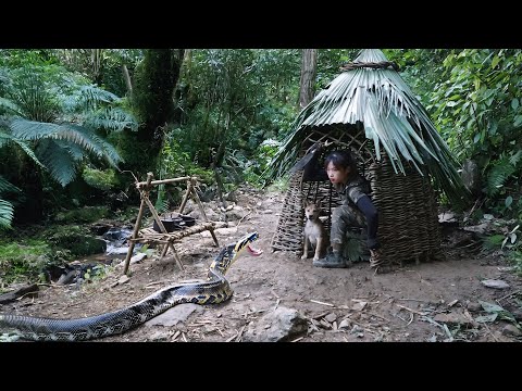 Python attacks shelter at midnight, builds new shelter,