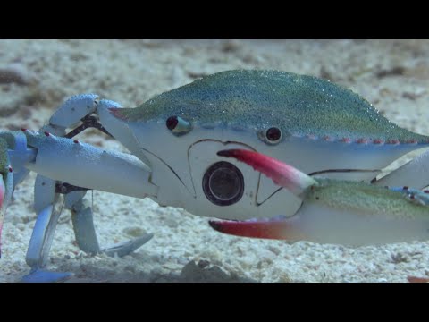 Will Robot Spy Crab Survive The Killer Punch Of A Peacock