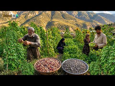 Organic bean harvest; Nomadic garden works miracles