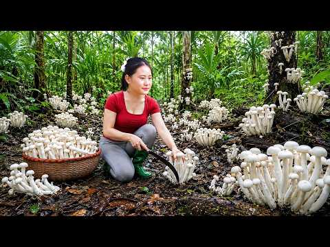 Harvesting Earth Mushrooms After Rain & Go to Market Sell