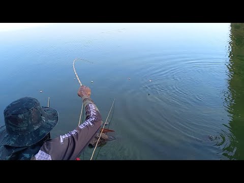 Pescaria de tilapia nativa o cardume encostou só