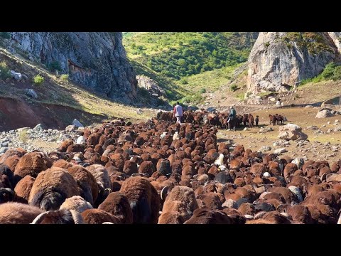 KUZULARIN YENİ MEKANI SİSLİ DAĞLAR