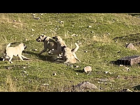 DEV KÖPEĞE KARŞI PALAZ VE POZGEWR - BÜYÜK BOĞUŞMA