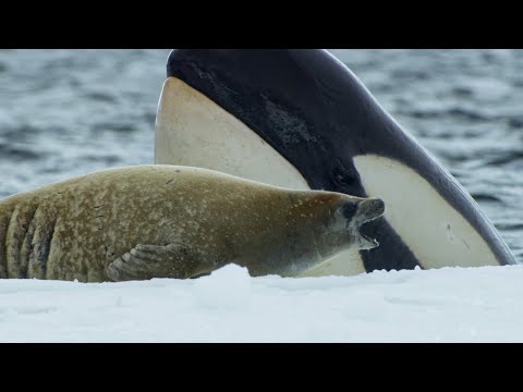 Killer Whale's Extraordinary Hunting Technique Frozen