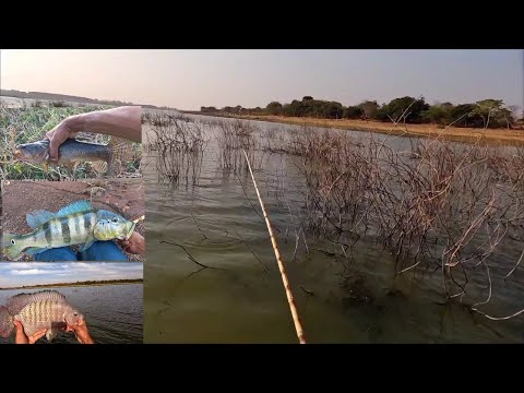 Pescaria Raiz usando isca viva tucunaré Bruto tilápia