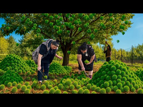 Chestnut Harvest in the Mountains | Traditional Village