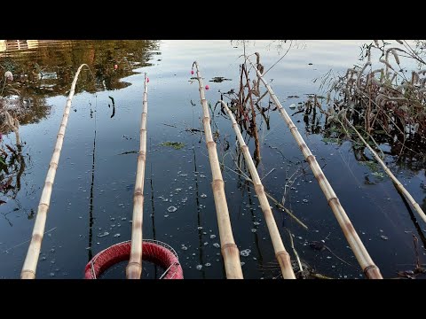 Pescaria Raiz de tilapia e Piau usando isca viva Rio Grande