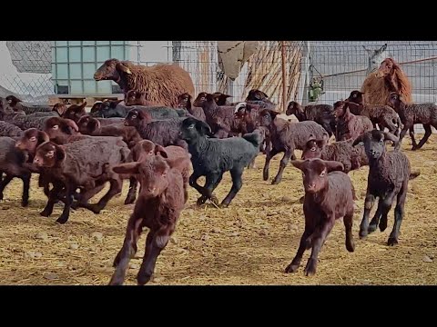 YILLIK KÂR -MOR KARAMAN KUZULAR ÇOĞALIYOR