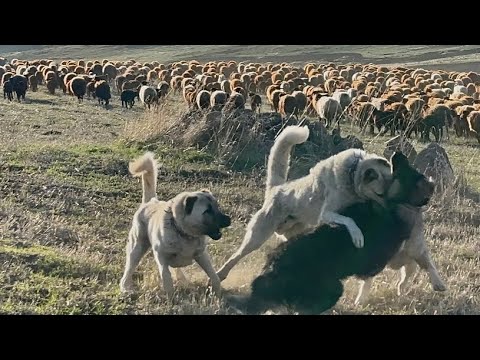 YİNE AYNI İKİLİ BİRBİRİNE GİRDİ -MUTLAK REKABET - KOÇ DÖVÜŞÜ