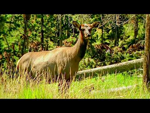 Parcs nationaux du Far West Sur les traces de Davy