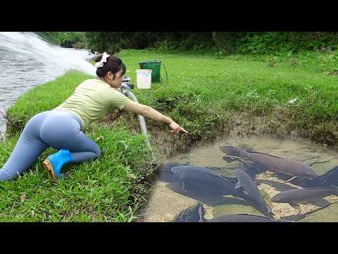 Village Women Fishing Scene Will Amaze Veryone, Catch Many