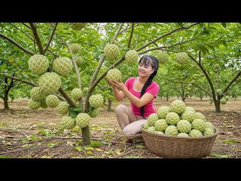 Inside Vietnam's Custard Apple Farms Harvesting, Selling