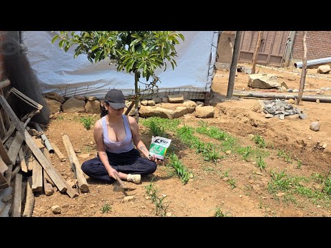 Cultiva tu propia ALFALFA en casa: Alimento fresco y gratis