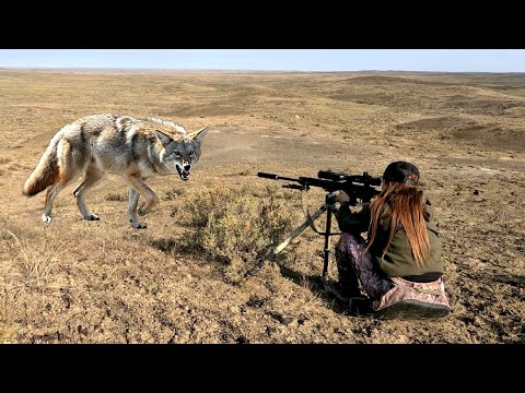 ACTION-PACKED PREDATOR HUNTING IN 4k RUNNING SHOTS 780