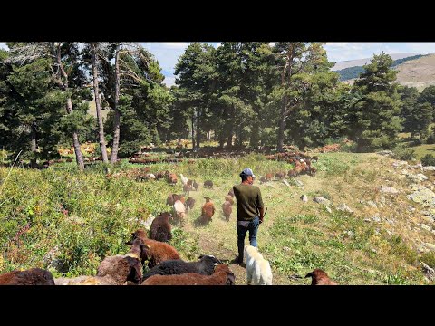 HER YER KAVRULURKEN -ARDAHAN'DA HAYVANCILIK