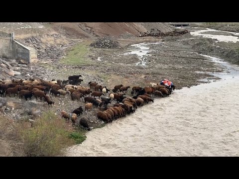 ARAS NEHRİNDEN KOYUNLARI SULUYORUZ - HIRÇO İLE ÇELENG KARŞI