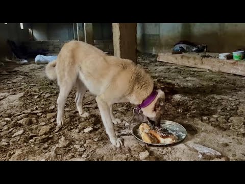 POZGEWR RAHATSIZ EVDE BAĞLADIM ( İshakpaşa sarayı ziyareti)