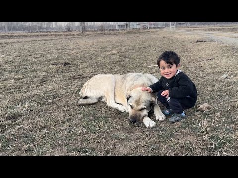 HIRÇO KENDİNİ SEVDİRİYOR - YENİ BALYA ALDIK KOYUNLARA