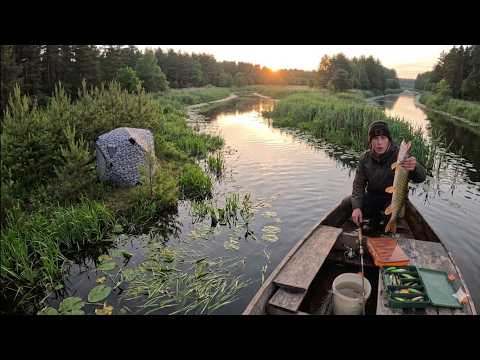 In Search of Predators: Pine Forest Camping & Pike Fishing