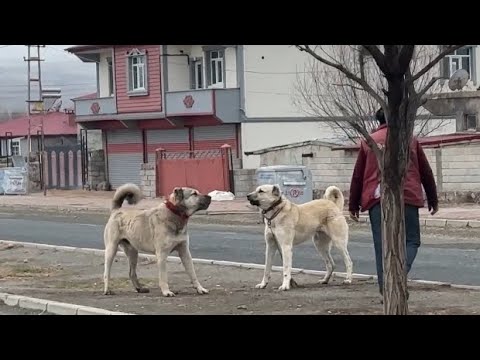 KOYUNLARI EVE GETİRİYORUZ - YOL BOYU KÖPEKLER KARŞILAŞTI