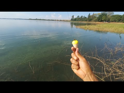 Nunca tinha pescado traíra nesse lugar mais que bobeira