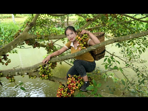 Harvest forest fruits and bring them to the market to sell,