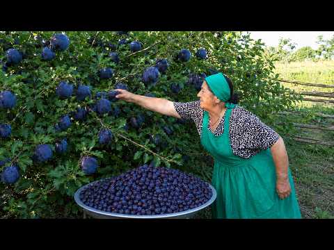 Grandma Harvesting Wild Black Plums in the Mountains