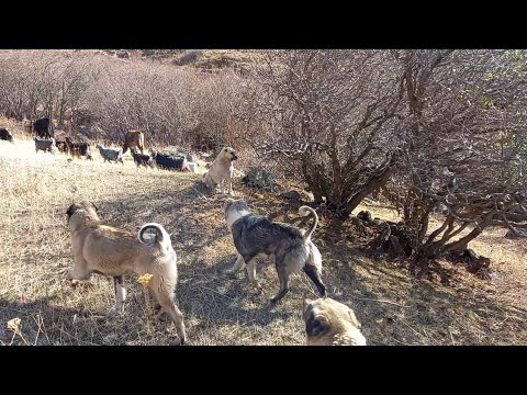 KURT BOĞAN KÖPEKLER, KARA DEMLİK ÇAYI ( çoban'ın bir günü)