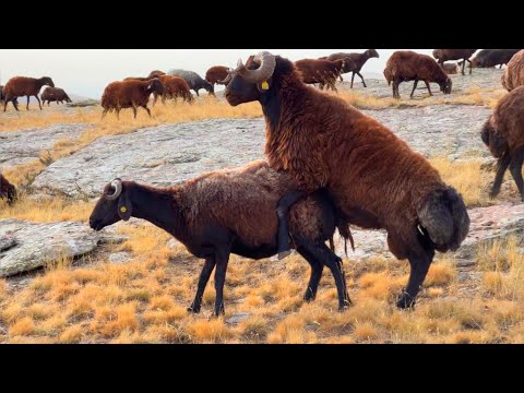 KOÇLARI SÜSLEDİK—KOÇ KATIM ZAMANI GELDİ