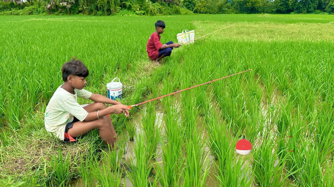 Two fishermen caught fish in paddy fields