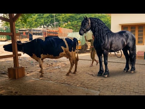 Horse and bull | Ваговози.Жеребець на ПарКоніовку.Привезли