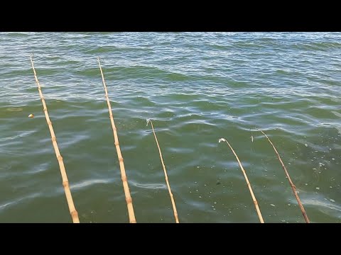 Pescaria de tilápia e porcão gigantesco no Rio grande