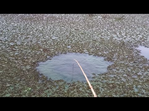 Voltei no Rio que havia secado agora usei tilapia de isca