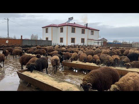 İKİ GÜN BOYUNCA YAĞMUR YAĞDI KOYUNLARIN YERLERİ SUYLA DOLDU