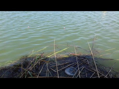 Rio marinheiro Em busca das tilapias Pescaria