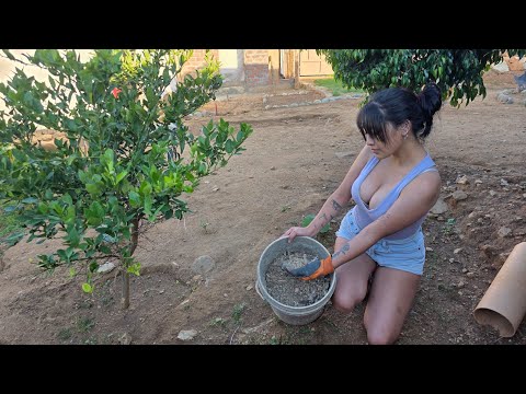 El mejor FERTILIZANTE natural para revivir tus plantas