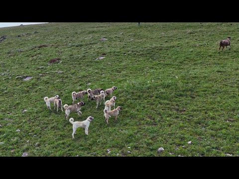 SÜRÜ KÖPEKLERİ BOĞUŞTU - KURTLAR KOYUNA SALDIRDI