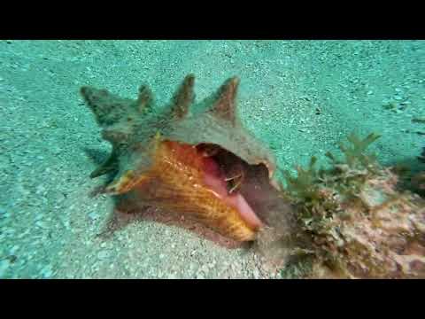 147 Roatan Aggressor - Mr Bud - 2/27/26 - 4k