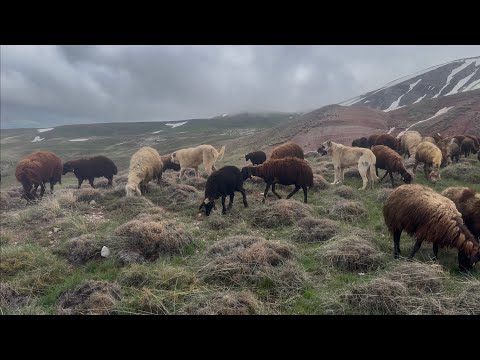 KRAL ÇOK GÜZEL DAVAR YAYIYOR