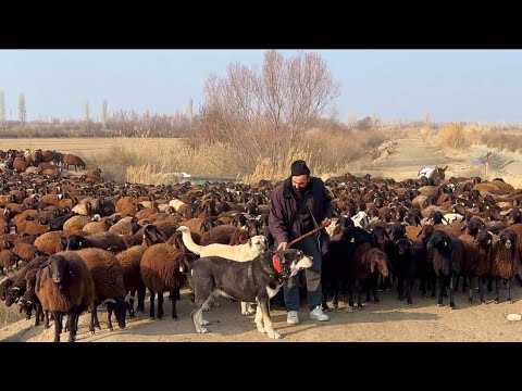 BEŞO SAHALARA GERİ DÖNDÜ - DOĞUM YAKLAŞIYOR KOYUNLARIN SON