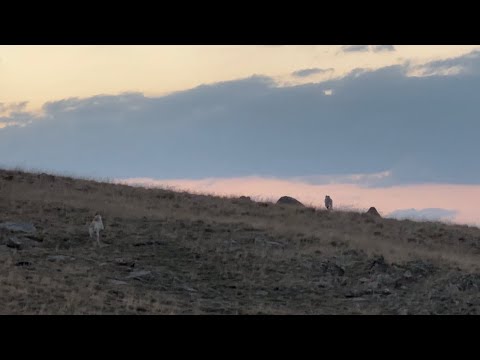 POZGEWR İLE TAVŞAN KOVALAMACASI İNSANDAN KAÇMAYAN TİLKİ