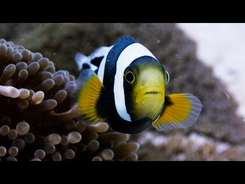 Amazing Clownfish Teamwork Blue Planet II BBC Earth