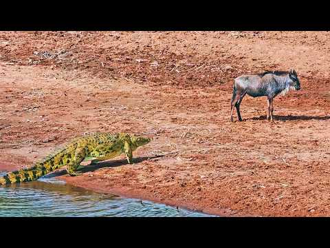Huge Crocodile Stalks Wildebeest like a Lion on Land