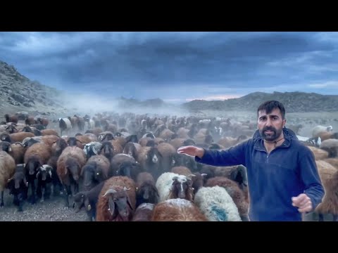 SÜRÜYE YENİ KOYUNLARI GÖTÜRÜYORUZ ZORLU 2 GÜN-MERALAR ÇÖL